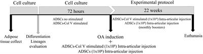 Post-Adipose-Derived Stem Cells (ADSC) Stimulated by Collagen Type V (Col V) Mitigate the Progression of Osteoarthritic Rabbit Articular Cartilage